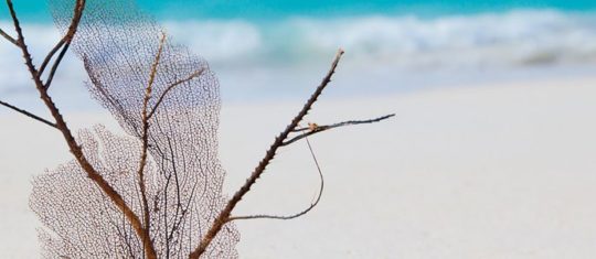coquillages-et-decoration-marine